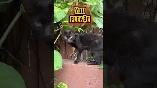 MY BESTIE 😻 CUTEST FRIENDSHIP EVER | Boss Minmin Cat | SUBSCRIBE #shorts #shortsviral #minmin