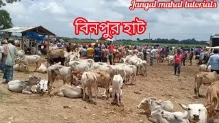 Binpur hat||cow market||Jhargram||Jangal mahal best animal market