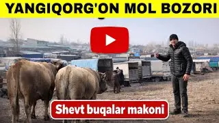 XAMMA KUTGAN YANGIQORG’ON BEKABOT MOL BOZORI#2026 #2025 #molbozor 