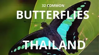 32 common butterflies of thailand #butterfly #animals #thailand #ผีเสื้อ
