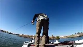 Brisbane River Flathead