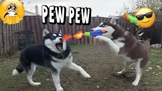 VIRAL FUNNY DOG COMPILATION 2025 &ndash; YOU WON&rsquo;T STOP LAUGHING 🤣🐶 #37