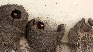 Cliff Swallow