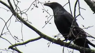 Angry Crows Attack RAVEN Building Nest (Crow vs Raven)
