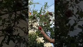 Finally new anar&rsquo;s harvest 🌱🍎 fingers crossed&hellip; dekhte hain ye kitna meetha hai! #mygreenishnest