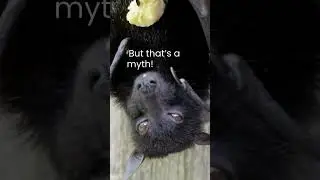 Are Bats Really Blind? The Truth Behind the Myth  #facts