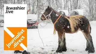 50 Belgische trekpaarden op 9e Veulenprijskamp / veulenkeuring VOT inclusief presentatie hengsten
