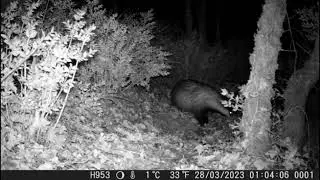 Some beautiful shots of Coolife H953 trail camera