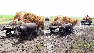 Four Loaded Buffalo cart Stuck deep mud | Buffalo cart Accident | Village Bullock cart