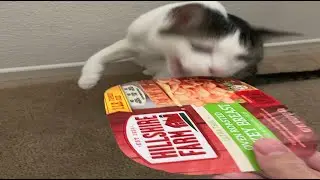Phone's Funny Feline Noises