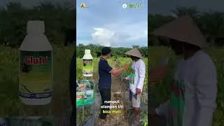 Testimoni Glufo | Lulangan Mati Sampai Ke Akar Akarnya!!