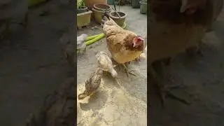 2 month old chicks