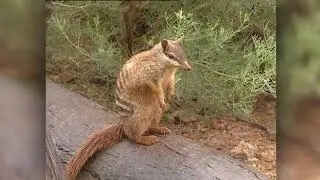 FaunaView: FaunaView: Australia - Northern Territories Emotions