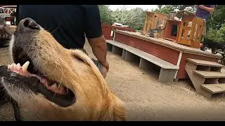 Funny Farm animal rescue for disabled animals.  A truly unique place founded by a unique woman.