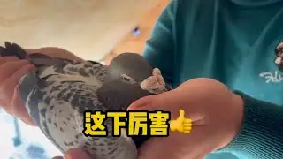 大哥把家里面镇棚的种鸽都给我拿走了 #赛鸽比赛 #赛鸽运动 #赛鸽欣赏 #赛鸽信鸽 #幽幽信鸽