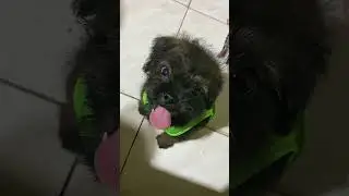he wants chimken 🍗😂 #pugapoo #dog #puppy #cute #cutedog