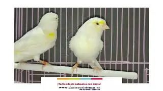 DNATecosistemas. Canario amarillo mosaico hembra. Serenius canarius