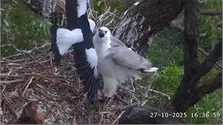 Sea-EagleCAM ~ Lady Feeds SE36 Breakfast & Dinner! Currawongs Swoop! SE36 Wingercising! 2025 Oct 27