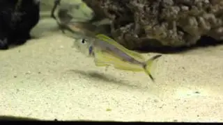 Xenotilapia Ochrogenys Kigoma