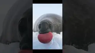 Зачем тюлени раздувают огромные пузыри из носа?