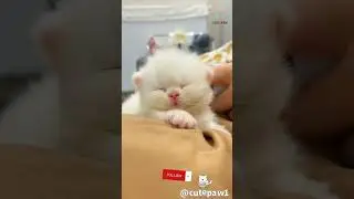 cute little kittens playing around in the house #shorts #viral #cutepaw #cat #dog #pets #cute