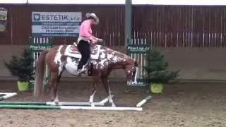 Paint Horse mare INSTINCTIVELY FANCY a Petra Pol&aacute;čkov&aacute;