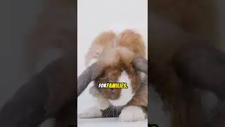 Rabbit Breeds You Need to Know! #shortsviral #curiousnaturalworld #shortsanimalsvideos #cuteanimals