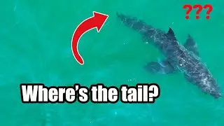 Why Do These Great White Sharks Look So Different?