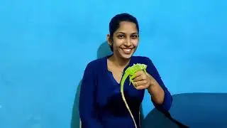 How to make Homemade Leash or Belt for your Baby Iguana? Malayalam || #Igunan #Pet #Leash