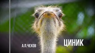Циник А.П.Чехов