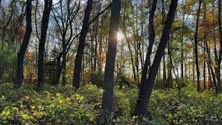 Unwind in 60 Seconds: Serene Lo-Fi Chill Beats Mini Escape