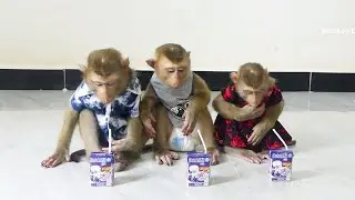 Obediently Donal Moly & Zuji Waiting For Mom Feed Milk