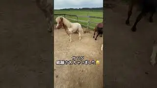スミレの発情チェック❗️サンタの種付けなるか⁉️ #shorts