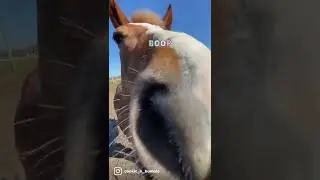 Boop that snoot #equestrian #pony #boopthesnoot