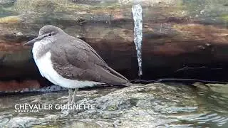 Chevalier guignette ( Actitis hypoleucos)