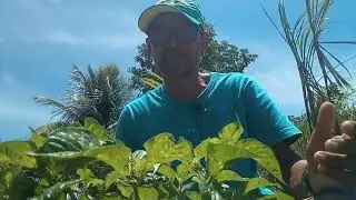 S&Iacute;TIO GRANDE EM GOIANA PERNAMBUCO | P&Eacute; DE PIMENTA DE CHEIRO NO S&Iacute;TIO