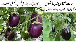 How to grow Brinjal/baingun And Brinjal farming/Paidawar,Brinjal diseases & thier controls,Spray