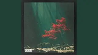 Forest Floor