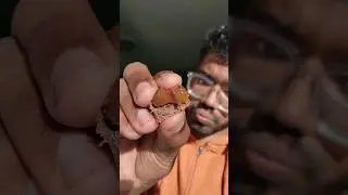 Dubai Kunafa Chocolate
