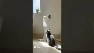 a cute kitten sitting near a roll of toilet paper hanging on the wall
