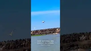 PARC NATIONAL DES OISEAUX DU DJOUDJ