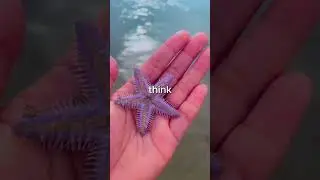 How do starfish move?🤔