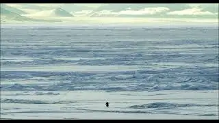 The Lonely Penguin&rsquo;s Walk | A Journey.