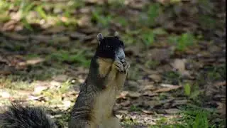 Rio Pinar Fox Squirrel