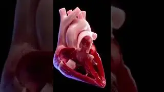 Understanding the Heart Pump: Function, Symptoms, and Prevention