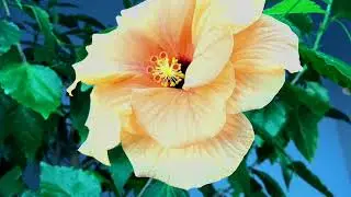 Hibiscus Flower Time Lapse (in HD)