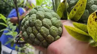 Colhendo   frutas  deliciosas