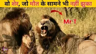 Death was certain, but he kept fighting | Mr T lion Last Fight, The Fall of Mighty Mapago Lions i...