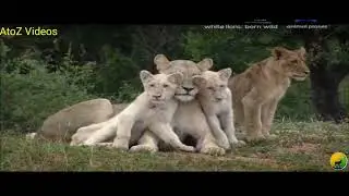 White Lions Born Wild documentary animal planet in hindi