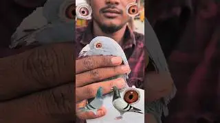 Best Quality Racing Pigeons | Racer Kabootar |🕊️💥👀... #kabootar #pigeon #viralshort #youtubeshorts